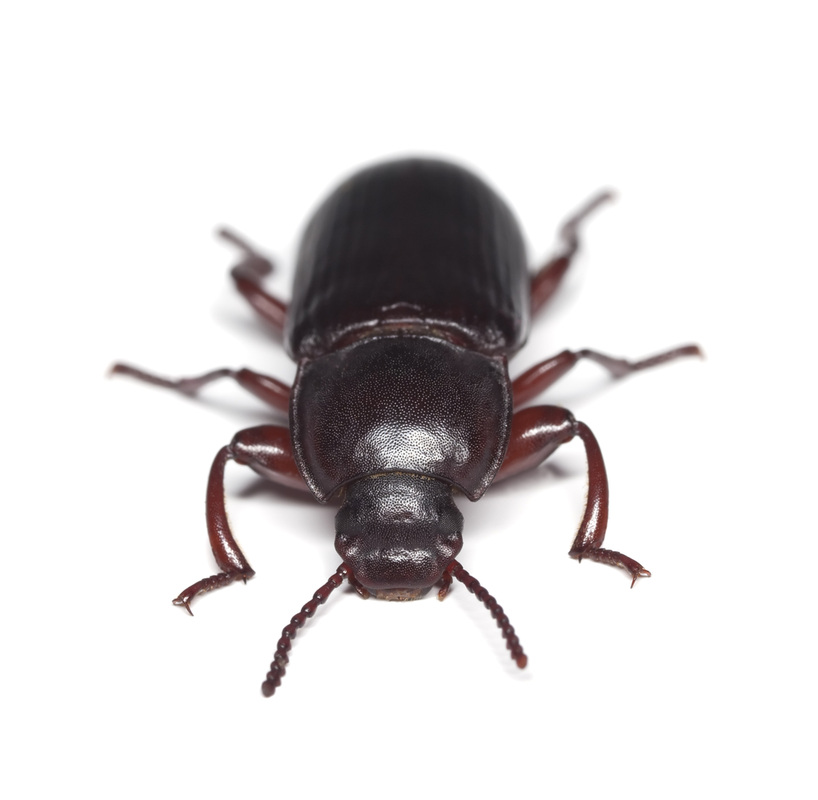 Can Bed Bugs Move To Other Parts Of The House Can Bed Bugs Move To Other Parts Of The House
