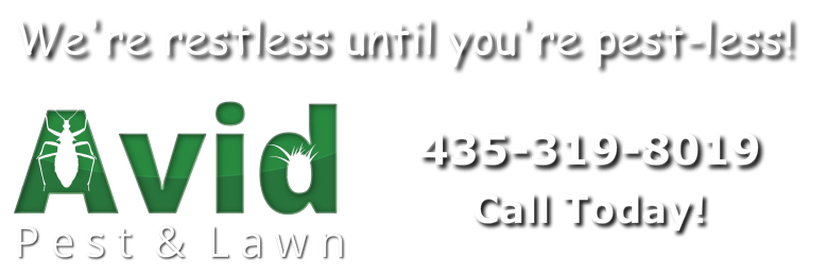 Pest Control St George Utah